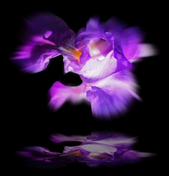 Magie des fleurs Lys par Walter Zettl
