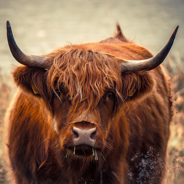 hoogie by snippefotografie