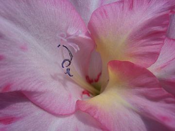 gladiolus Priscilla, Snezana Petrovic