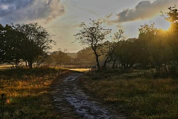 Duinpad in Nationaal Park Zuid-Kennemerland van Ton Wever