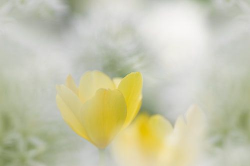 Tulp