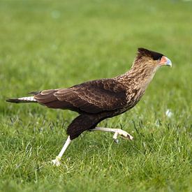 caracara huppé sur Loek Lobel