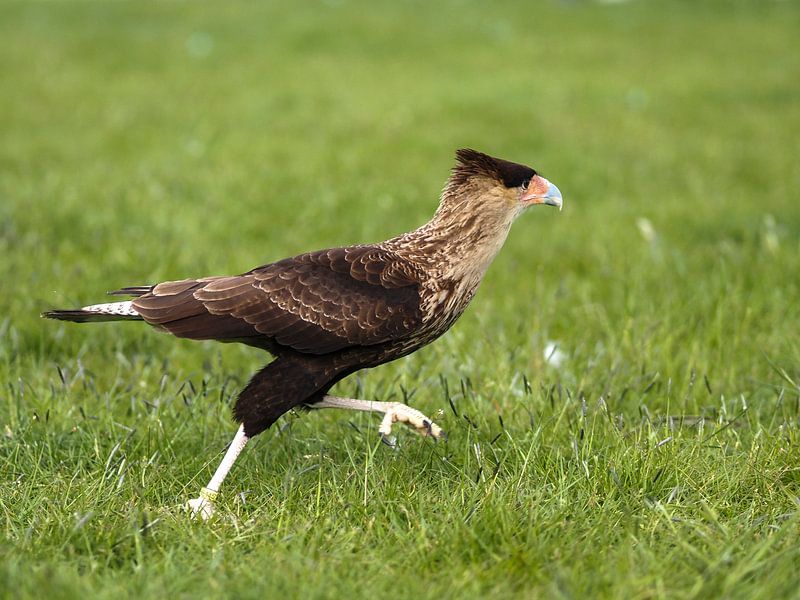 Schopfkarakara von Loek Lobel
