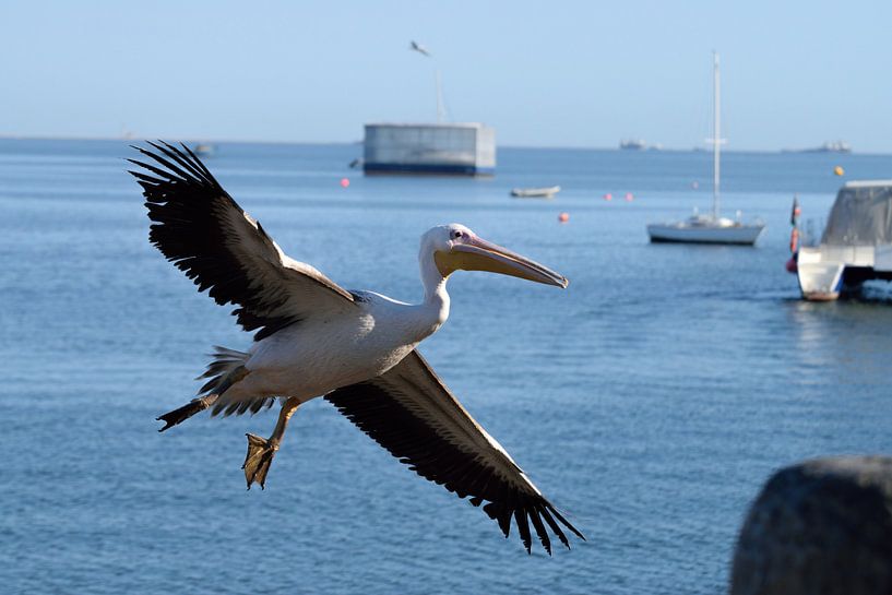 flying Pelican by Merijn Loch