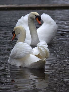 swans by Martijn Winkelaar