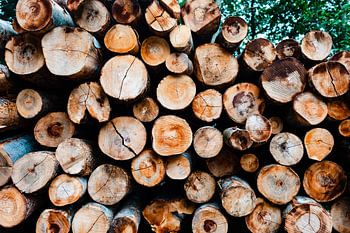 Troncs d'arbres