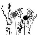 Botanische illustratie met planten, wilde bloemen en grassen 7.  Zwart wit. van Dina Dankers thumbnail