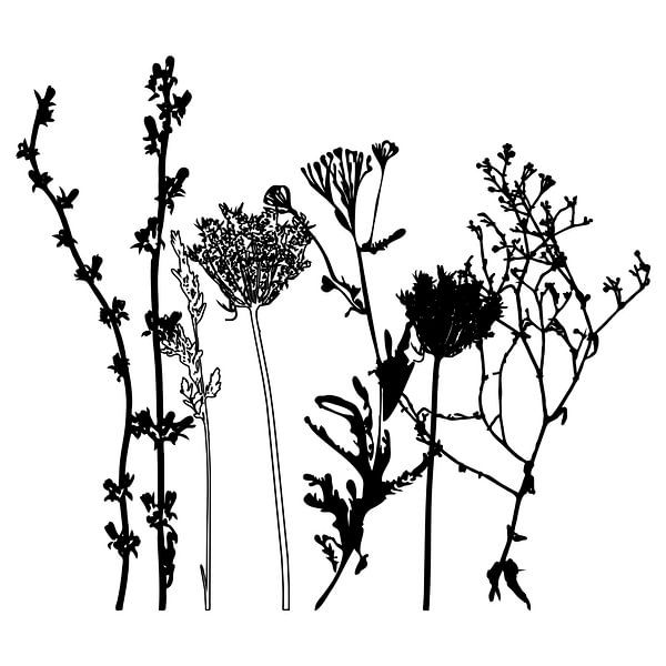 Botanische Illustration mit Pflanzen, Wildblumen und Gräsern 7.  Schwarz und weiß. von Dina Dankers