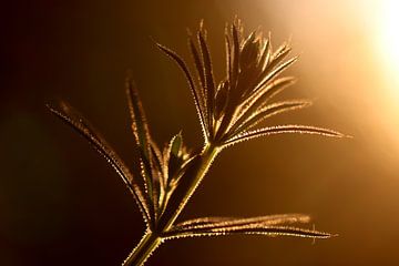 Cleavers in backlight