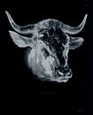 Stoere kop van een koe met hoorns in zwart wit van Mia Art and Photography thumbnail