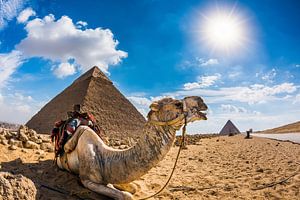 Kameel in de Egyptische woestijn