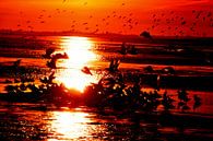 Meeuwen bij zonsondergang op Langeoog / Oost-Friesland Noordzee van Karl-Heinz Petersitzke thumbnail