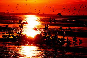 Meeuwen bij zonsondergang op Langeoog / Oost-Friesland Noordzee van Karl-Heinz Petersitzke