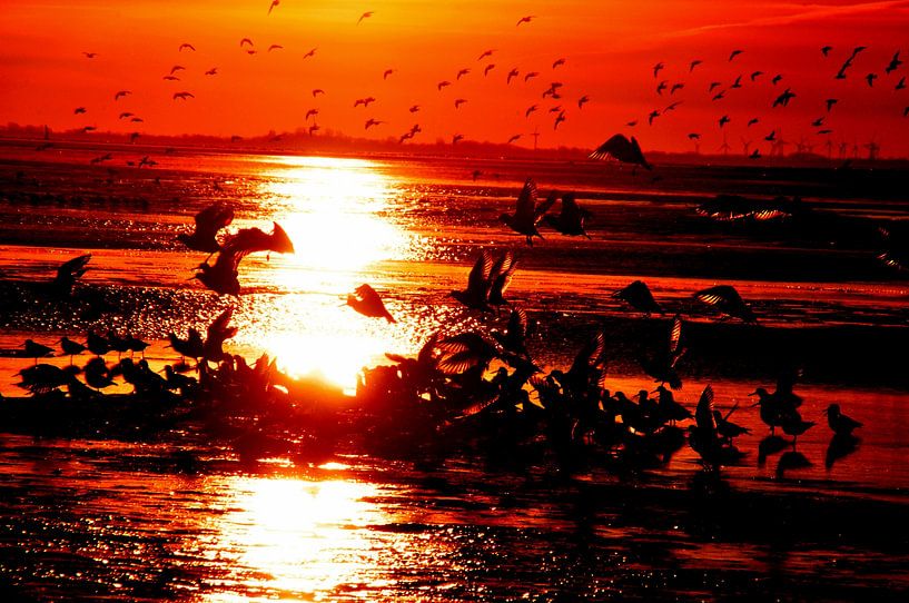 Meeuwen bij zonsondergang op Langeoog / Oost-Friesland Noordzee van Karl-Heinz Petersitzke