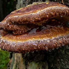 Champignon sur hans kuhne