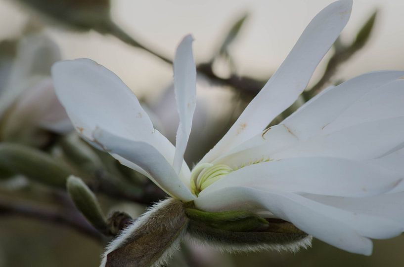 magnolia tulpenboom wit by Eugene Lentjes