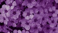 Blüten violett Strauch von Jenny Heß Miniaturansicht