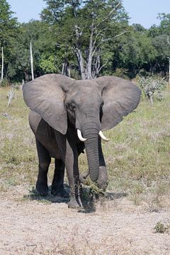 Savanne olifant, Zambia van Katinka Mann