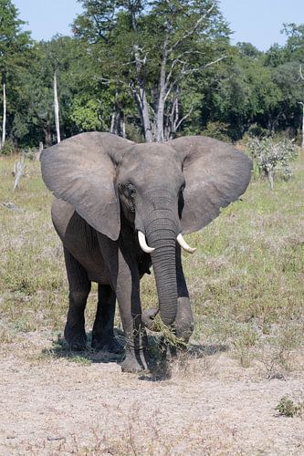 Eléphant de la savane, Zambie