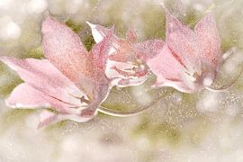 Tulips. Romantic dream world. by Alie Ekkelenkamp