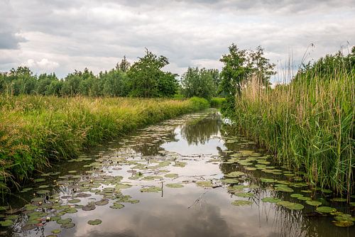 Brabantse Biesbosch in het voorjaar, Dussen