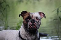 Hond