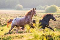 Zwei Pferde laufen auf einer Weide in 'Golden Hour'