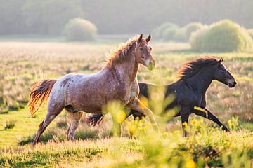 Twee paarden rennen in een weiland in 'Golden Hour' van Dennis Venema