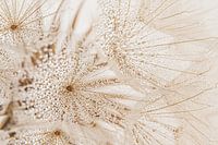 Atmosphère rurale : gouttelettes d'eau sur le duvet d'une balle de peluche