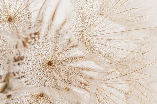 Landelijke sfeer: Waterdruppeltjes op de pluisjes van een pluizenbol