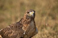 Mäusebussard von Tanja van Beuningen Miniaturansicht