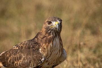 Mäusebussard von Tanja van Beuningen