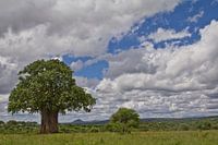 Een baobab boom op de Afrikaanse savanne