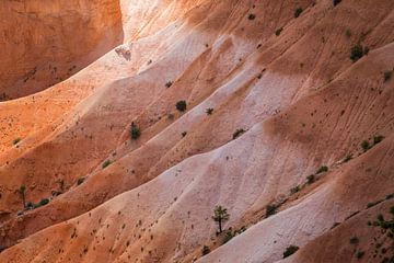Bryce Canyon Close Up van Jeffrey Van Zandbeek