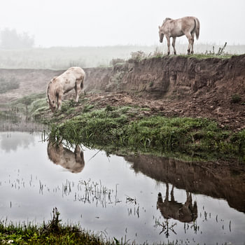 Mystic horses in the fog (nr. 7 van 8)