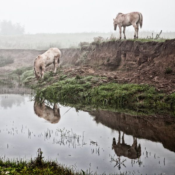 Chevaux dans la brume : Chevaux mystiques (n° 7 de 8) par Ramona Stravers