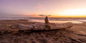 Baumstumpf an der Küste bei Sonnenuntergang von Dafne Vos