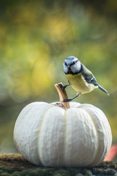 Mésangez à la citrouille par Jürgen Schmittdiel Photography