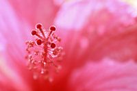 Explosion rose