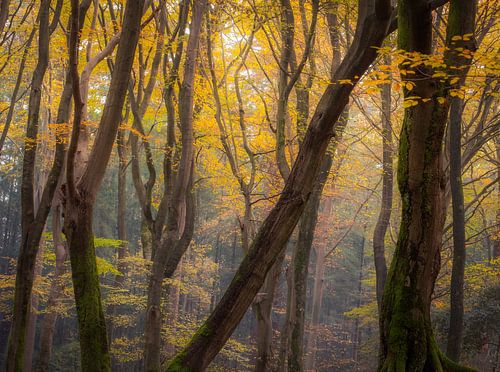 Peinture d'automne