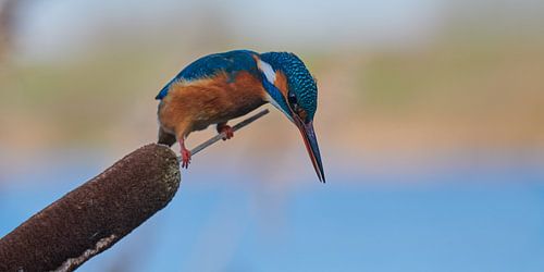 Le martin-pêcheur - la concentration suprême sur Martins-pêcheurs - Corné van Oosterhout