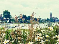 Bloemenpracht aan de Maas
