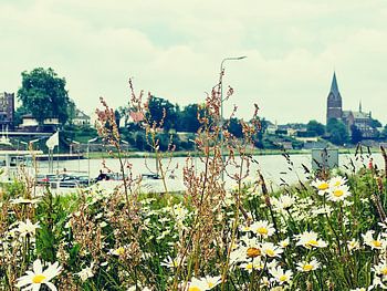 Flowers on the Maas