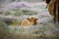 Schottisches Highlander-Kalb auf dem lila Heidekraut liegend