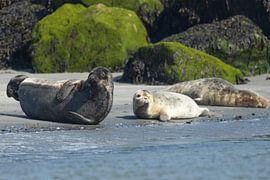 Seal Family by Karin Riethoven
