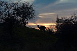"Fallow deer on hill. by Capture the Moment 010