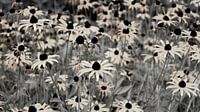 Blumenfeld natürlich schwarz weiß von Bianca ter Riet Miniaturansicht