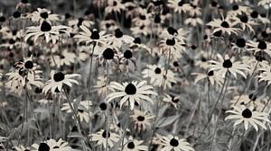 Champ de fleurs naturel noir blanc sur Bianca ter Riet