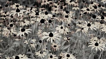 Flower field natural black white by Bianca ter Riet