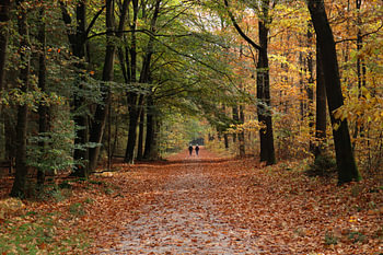 Herfstwandeling in het kleurrijke bos